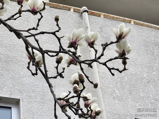 春花美景三月天