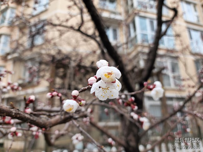 春花美景三月天