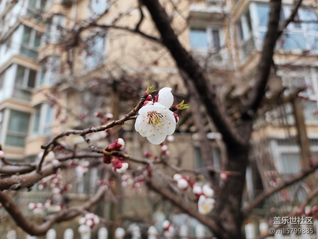 春花美景三月天