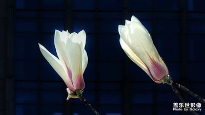 玉蘭樹下