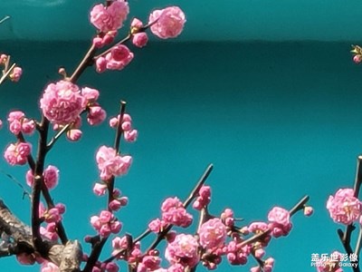 桃花初開(kāi)