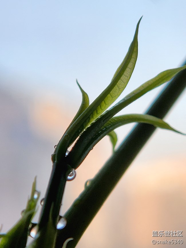 【春分時節(jié)】+ 嫩芽