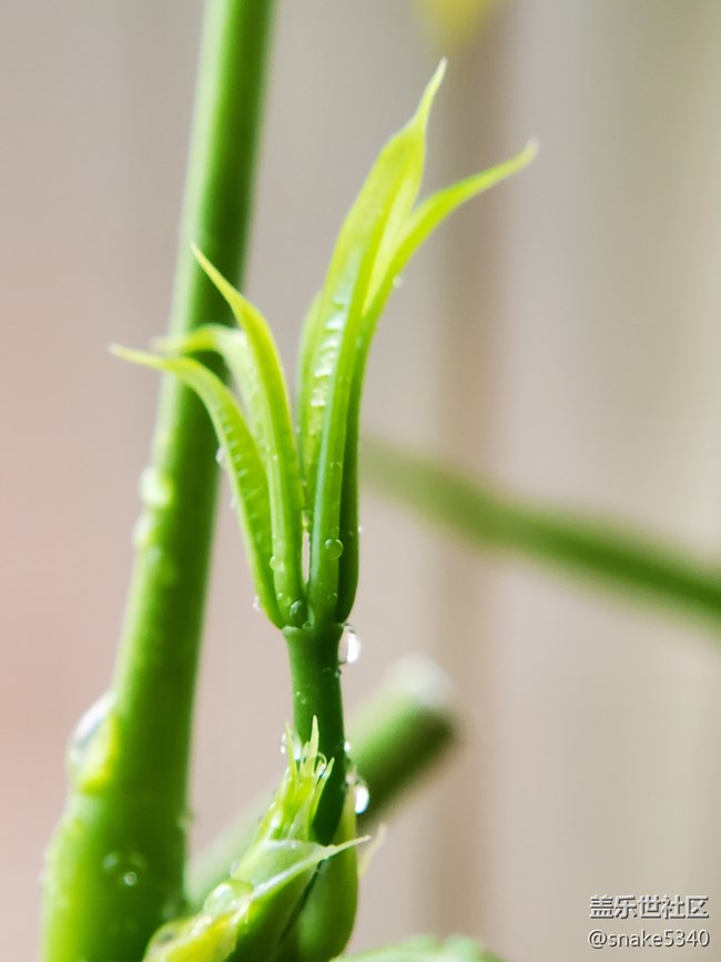 【春分時節(jié)】+ 嫩芽