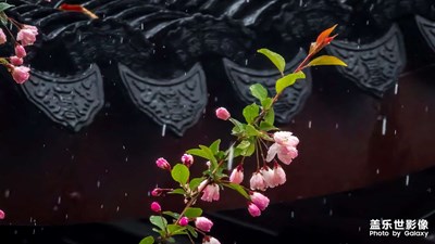 昨夜雨疏風(fēng)驟，應(yīng)是綠肥紅瘦??