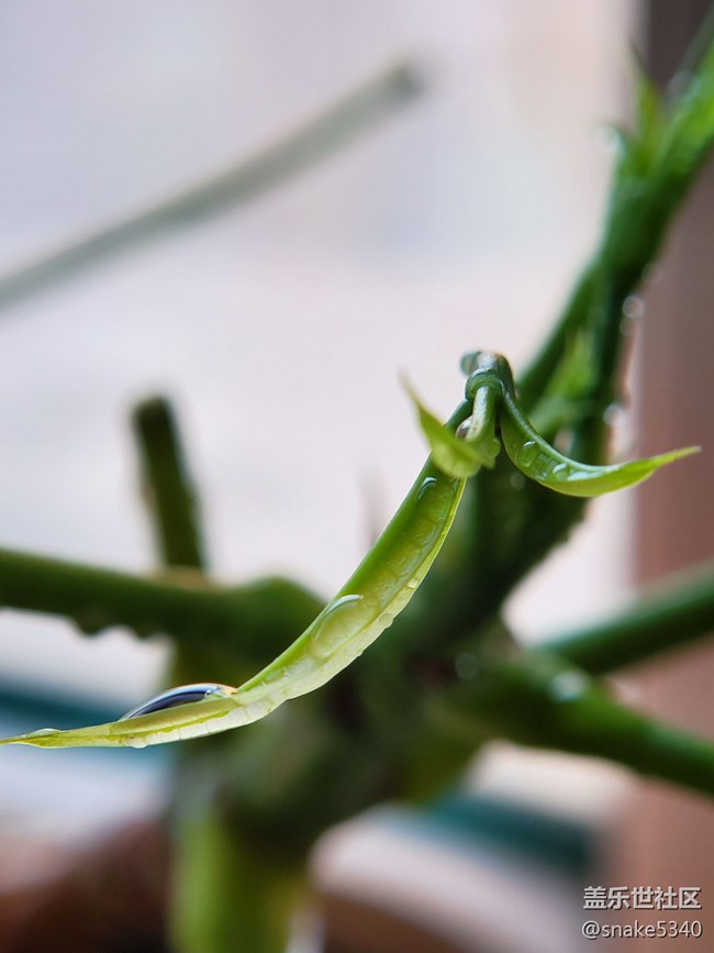 【春分時節(jié)】+ 嫩芽