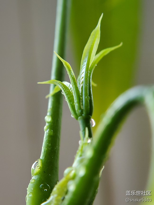 【春分時節(jié)】+ 嫩芽