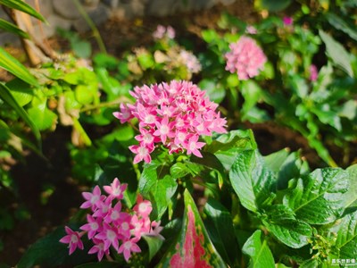 花語美顏
