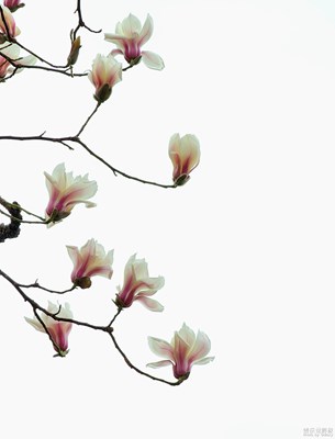 【人間四月】S22Ultra首拍，玉蘭花