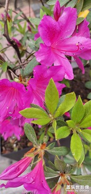 花有出處