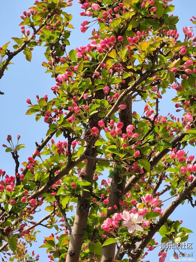 最美人間四月天 可惜哪也去不了 。