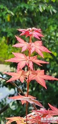 春季楓葉紅
