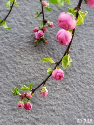 桃花朵朵