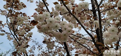 疫情下的櫻花