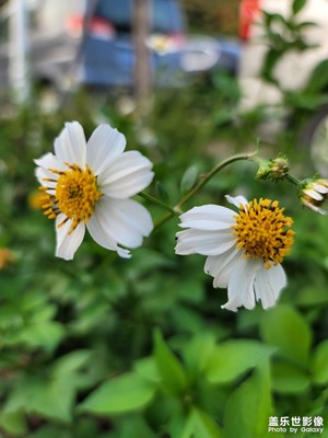 第一次用20U拍花，背景虛化非常棒
