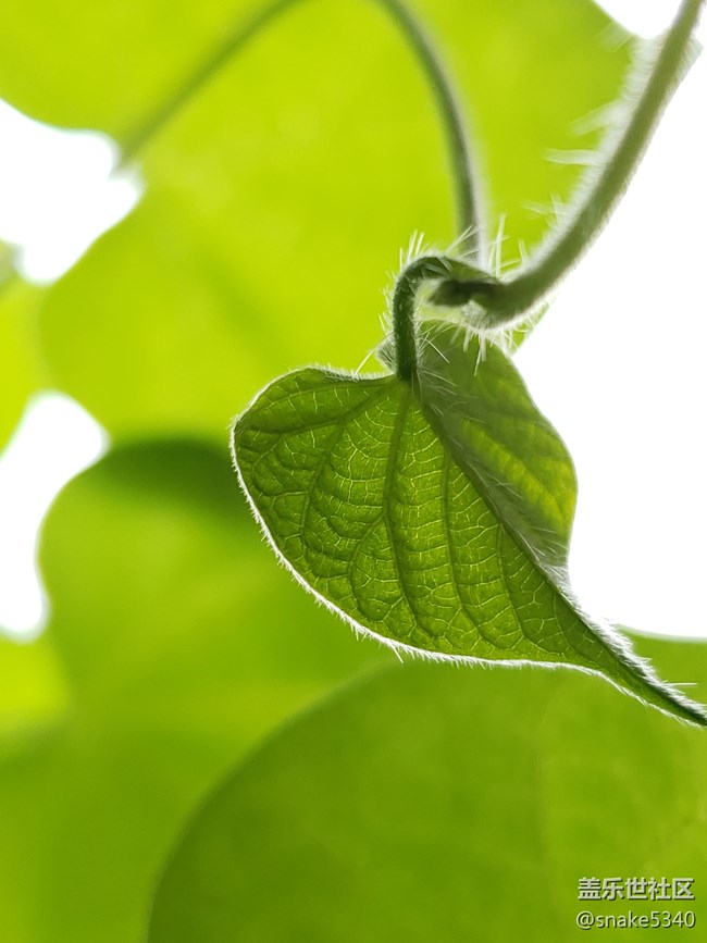 【青蔥的春色】+小毛毛葉