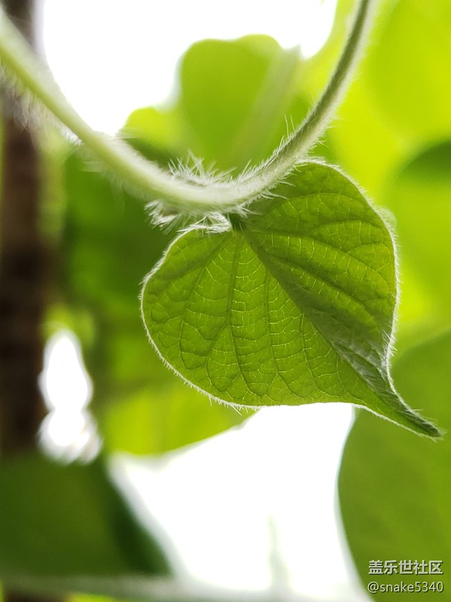 【青蔥的春色】+小毛毛葉