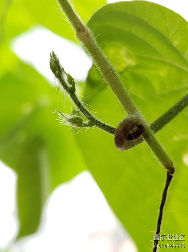 【青蔥的春色】+小毛毛葉