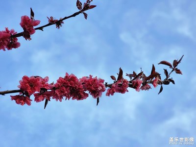 【人間四月天】-山河無恙，花香美景人頭攢動