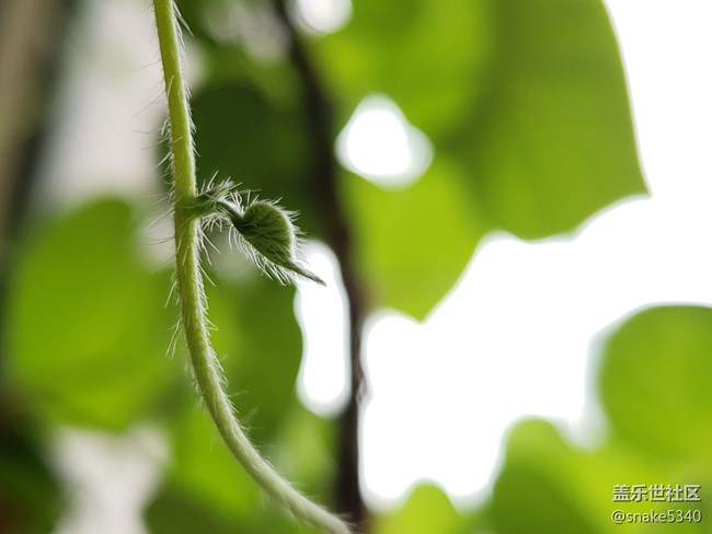 【青蔥的春色】+小毛毛葉