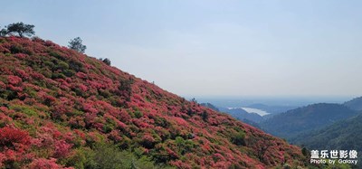 云霧山杜鵑花海 