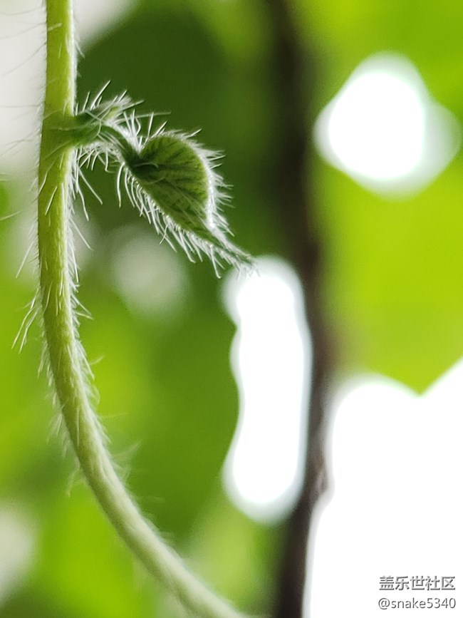 【青蔥的春色】+小毛毛葉