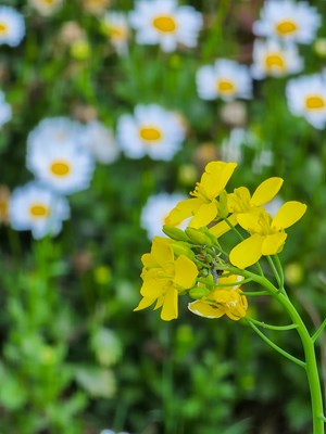 [春日幸事]＋一朵小花