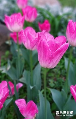 [春日幸事]郁金香