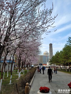 今日照片   春天桃花開(kāi)了