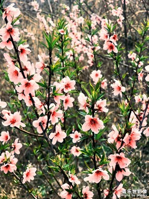正是山花爛漫時(shí)