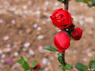 【春日幸事】重見陽光