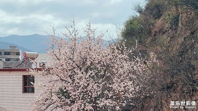 【春日幸事】+滿城春色