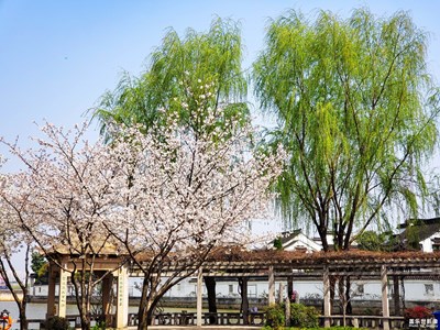 【春日幸事】+春風(fēng)拂面