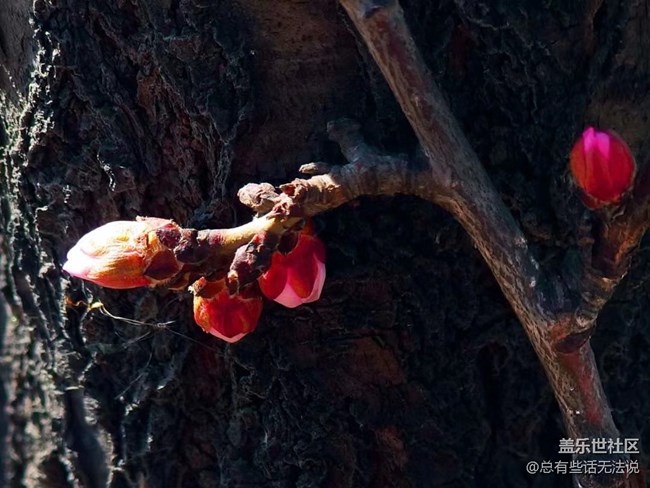【春分時節(jié)】+桃花