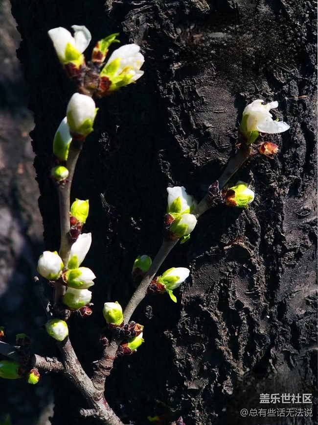 【春分時節(jié)】+桃花