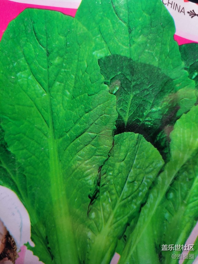 【居家生活】+種菜