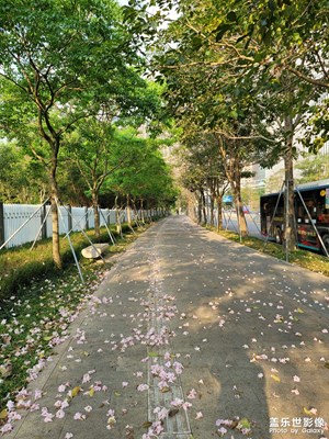 花開花落，等待明年再精彩