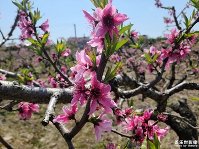 桃花