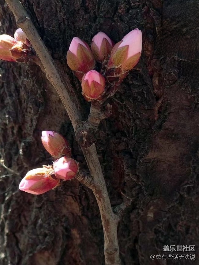 【春分時節(jié)】+桃花