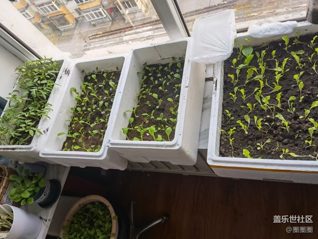 【居家生活】+種菜