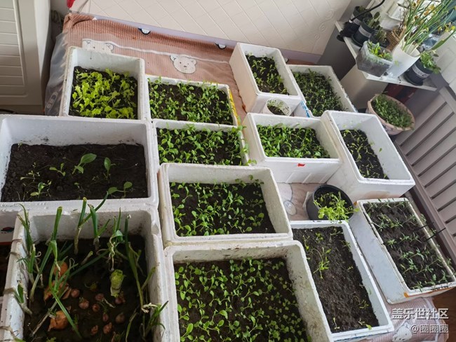 【居家生活】+種菜