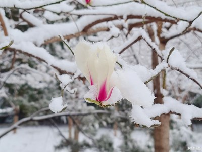 雪中花