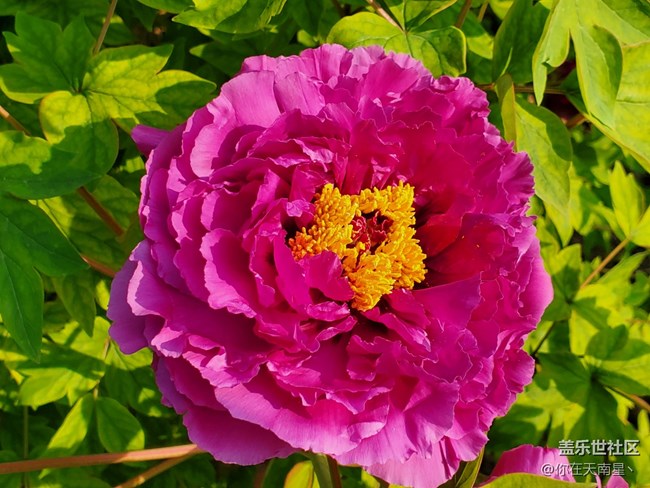 【青蔥的春色】+牡丹真國(guó)色