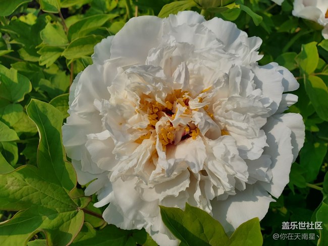 【青蔥的春色】+牡丹真國(guó)色