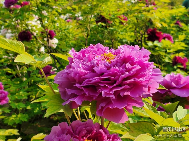 【青蔥的春色】+牡丹真國(guó)色