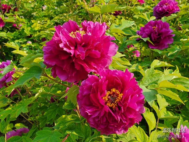 【青蔥的春色】+牡丹真國(guó)色