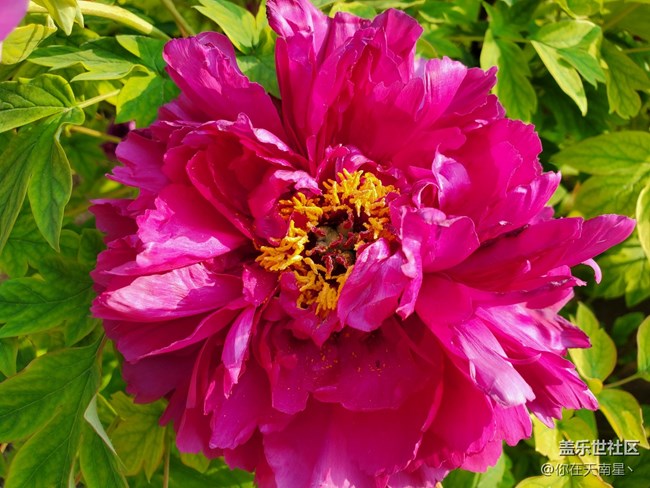 【青蔥的春色】+牡丹真國(guó)色