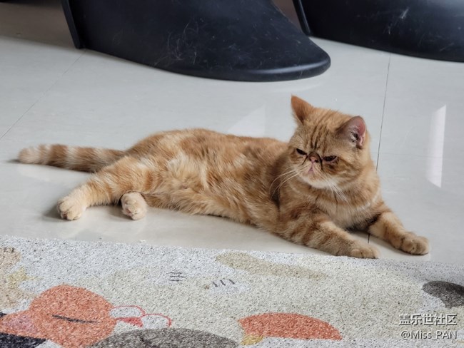 【可愛的它】加菲貓