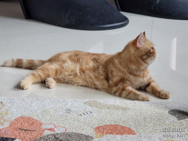 【可愛的它】加菲貓