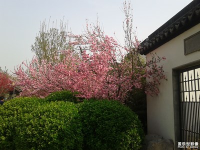 【春日幸事】+北運(yùn)河畔春花濃