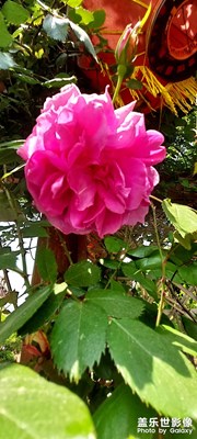 玫瑰花開